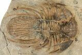 Rare, Spiny Kolihapeltis Trilobite - Atchana, Morocco #241158-1
